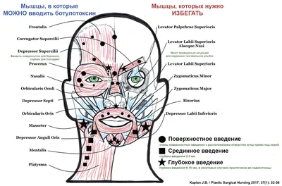 3D Анатомия лица, шеи и головы – Студия массажа