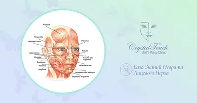 Nasal Face - назальный тип старения лица | Интеллектуальная косметология  Face Clinic