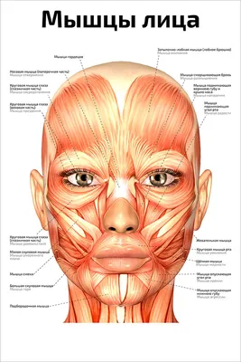 Плакат обучающий А1 ламинир. Мышцы лица анатомический 610x914 мм - купить с  доставкой по выгодным ценам в интернет-магазине OZON (348298790)