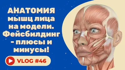 Мышцы лица женщины иллюстрация вектора. иллюстрации насчитывающей  изолировано - 165376810