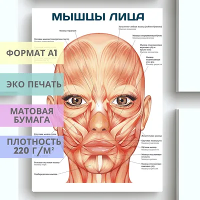 Фейсбилдинг: как «накачать» мышцы лица