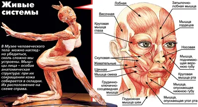 Мышцы лица (плакат) купить с доставкой по России по цене