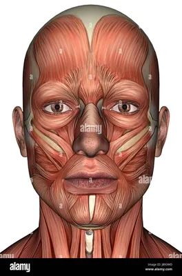 МЫШЦЫ ЛИЦА ⠀ ⠀ ✓ Мышца опускающая бровь (фото 2). Функция: опускает бровь  книзу и несколько кнутри. Участвует в «зажмуривании» глаз. Если… | Instagram