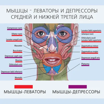 Анатомия мышц лица и шеи: фото с описанием и схемами | BBTAPE.RU | Дзен