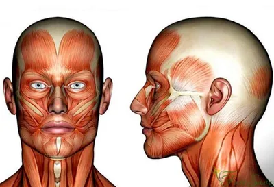 Схема анатомии мышц лица и шеи при тейпировании — статьи от эксклюзивного  дистрибьютора кинезиотейпов BBTape