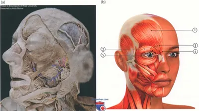 Мышцы Лица И Название Каждой Мышцы, Подробная Яркая Анатомия, Изолированные  На Белом Фоне. Клипарты, SVG, векторы, и Набор Иллюстраций Без Оплаты  Отчислений. Image 93262710