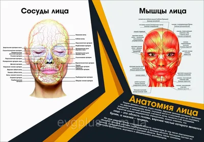 Мимические мышцы - «CAPELA DONATI» — Тайский массаж в городе Рязани