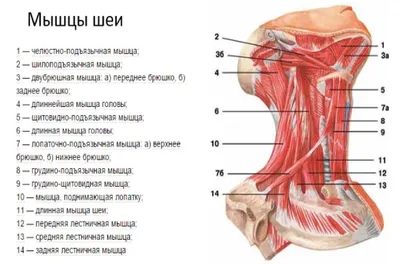 ᐉ Анатомический плакат Мышцы лица 67x50 см (0005) • Купить в Киеве, Украине  • Лучшая цена в Эпицентр