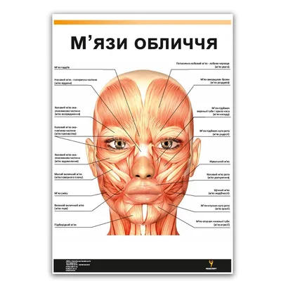 Плакат \"Мышцы лица\" Медіспорт