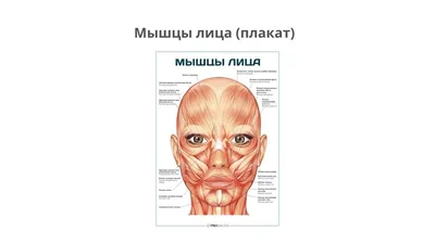 Мимические мышцы лица 💁. Сохраняйте себе, изучайте если интересно!  Анатомический атлас человека 3D. | Instagram