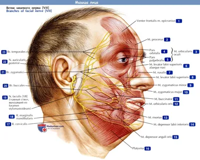 Мышцы лица - по атласу анатомии