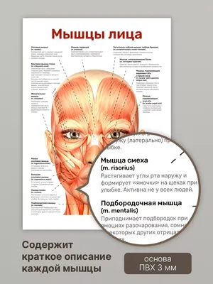 Анатомия лица, мышцы, вены, подробные образовательные плакаты, картины на  холсте, домашний декор, картины для украшения гостиной | AliExpress