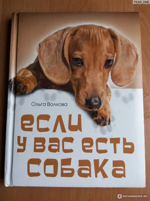 Есть ли личные границы у собак? - Афиша Daily