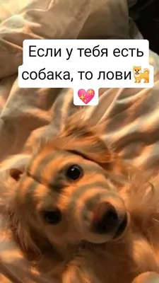 Могут ли собаки есть арбуз?