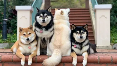 Если у тебя есть собака, то лови🐕💖 | Собаки, Домашние животные домики,  Зоотехния