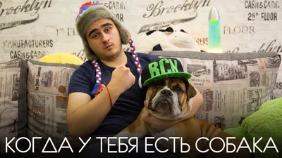 Что собакам нельзя есть - список опасных продуктов - Pets