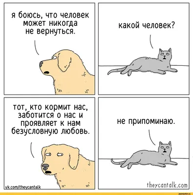 4 породы собак, которые могут надолго оставаться одни - BarberPet