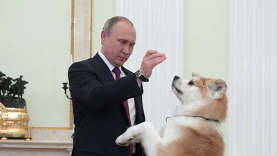 https://rg.ru/2024/01/09/iuzhnaia-koreia-zapretila-est-sobak-no-nakazyvat-za-eto-nachnet-tolko-cherez-tri-goda.html