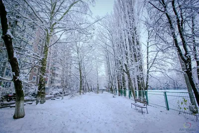 Beginning of Winter: The First Snow