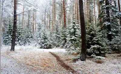 Начало зимы.