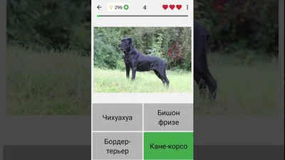 Собака бодибилдер (63 фото) - картинки sobakovod.club