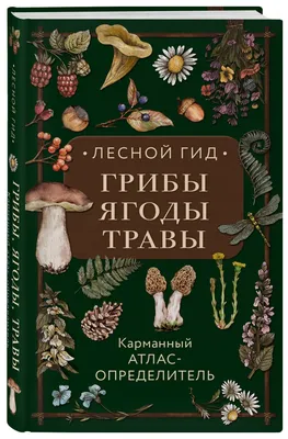 Ежовик гребенчатый и еще 9 удивительных съедобных грибов, которые растут в  России