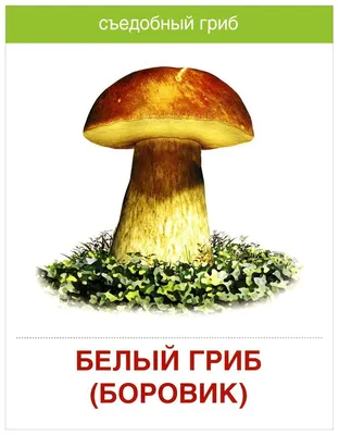 Какие грибы теперь нельзя собирать в России. И как они выглядят на фото |  РБК Life