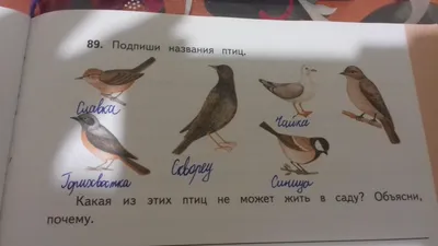 Birds in English. Learn birds.Названия птиц на английском языке. - YouTube