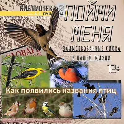 Плакаты (английский). Domestic Birds (Домашние птицы) (44 х 59 см)