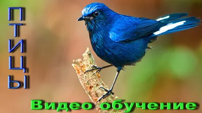 городские птицы | Wild Nature Photo