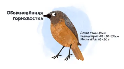 Birdwatching Moscow - Сегодня будем разбирать название крошечной и  миловидной птички, самой маленькой из всех европейских птиц (всего 9,5 см.  в длину, а весит вообще около 8 гр.). Кругом все было тихо,