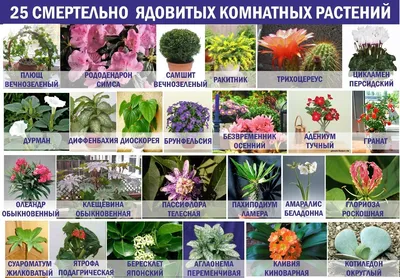 10 самых популярных видов цветов