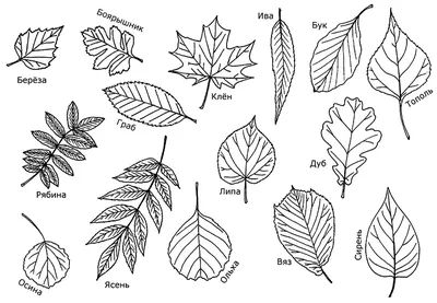 Раскраски лист, Раскраска листья деревьев Контуры листьев.