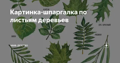 ДЕРЕВЬЯ. ЛЕС. 🌳🌲Изучаем лиственные и хвойные деревья. Развивающее видео. Листья  деревьев.🍃 - YouTube