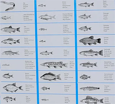 Рыбы ? фото с названиями для детей для дошкольного обучения