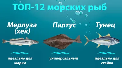 Самые распространенные рыбы красного моря - 59 фото