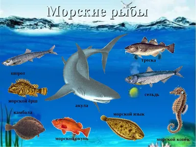 Дидактические карточки \"Морские животные\" МГП-9052 в Москве | CLEVER-TOY.RU