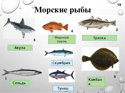 Макрель или скумбрия: чем отличаются рыбы, что выбрать? | Defa group