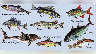 Коллекция Морской И Речной Рыбы И Название Надписи На Английском Векторе  Иллюстрации — стоковая векторная графика и другие изображения на тему Без  людей - iStock