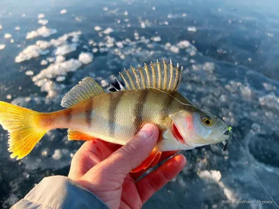 Стерлядь – деликатес без костей - Fishmarket - супермаркет рыбы