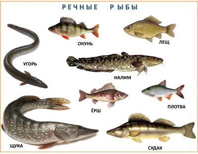 Let's go fishing! Инфографика: виды рыб на английском