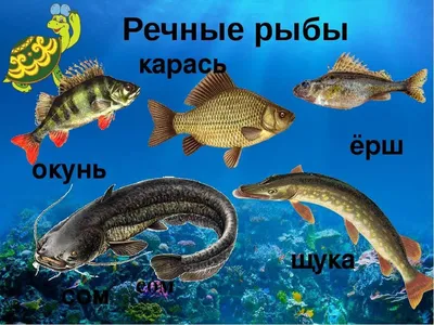 Наша рыба