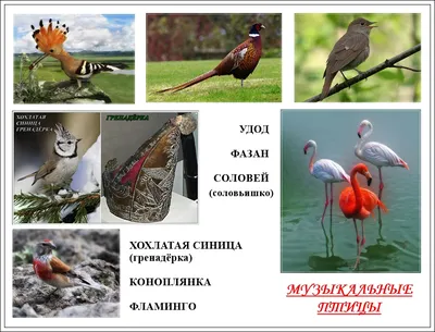 городские птицы | Wild Nature Photo