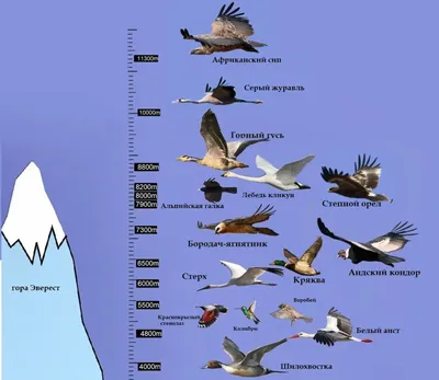 Перелетные птицы: список, названия, описание, виды, характеристика, фото и  видео - Научно-популярный журнал: «Как и Почему»