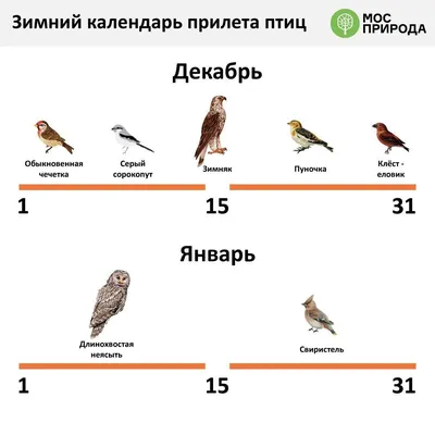 Фотоотчет по изучению темы «Зимующие и перелетные птицы» в старшей группе  (6 фото). Воспитателям детских садов, школьным учителям и педагогам -  Маам.ру