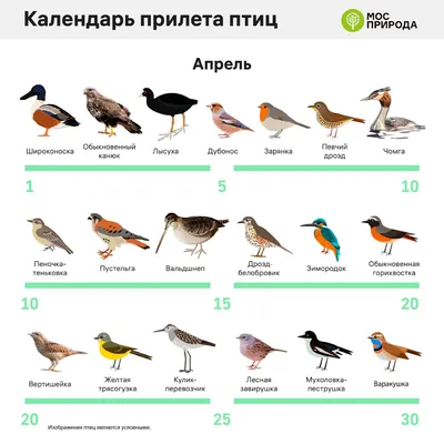 Перелетные птицы список с картинками 2 класс - сборка