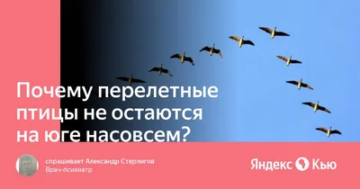 Набор карточек. Перелетные птицы. 16 раздаточных карточек 63х87 - купить с  доставкой по выгодным ценам в интернет-магазине OZON (713501311)