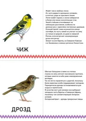 Коршуны, лебеди и ледоломки: в Новосибирск массово возвращаются перелетные  птицы - KP.RU