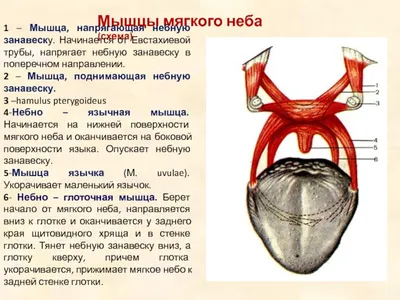 Анатомия полости рта — Стоматология «Доктор НеболитЪ»