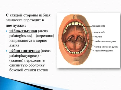 Поверхностная анатомия ротовой полости - по атласу анатомии